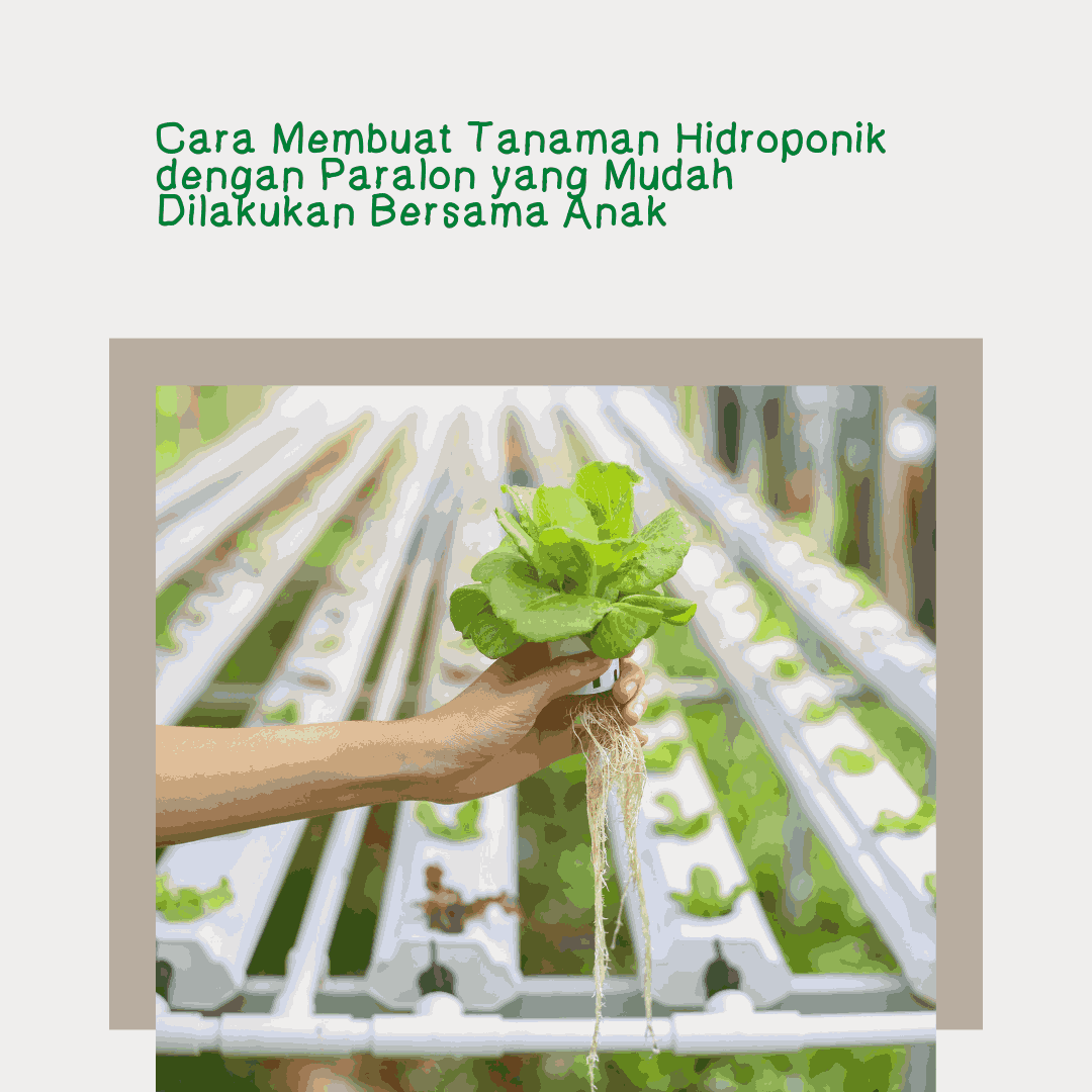 Cara Membuat Tanaman Hidroponik dengan Paralon yang Mudah Dilakukan Bersama Anak
